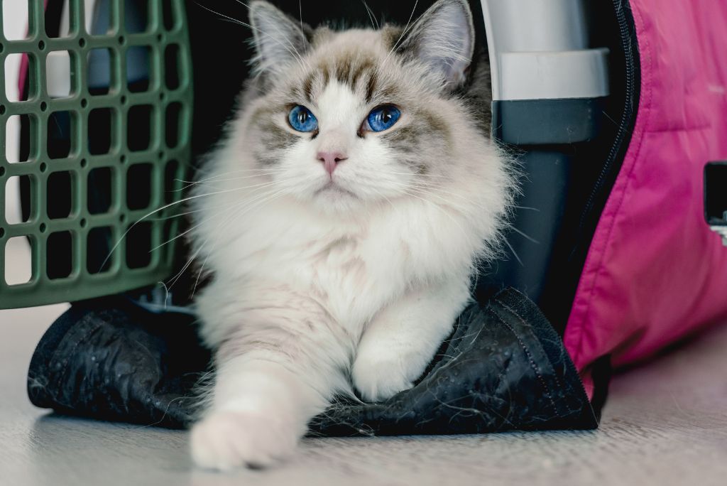 Cat in carrier