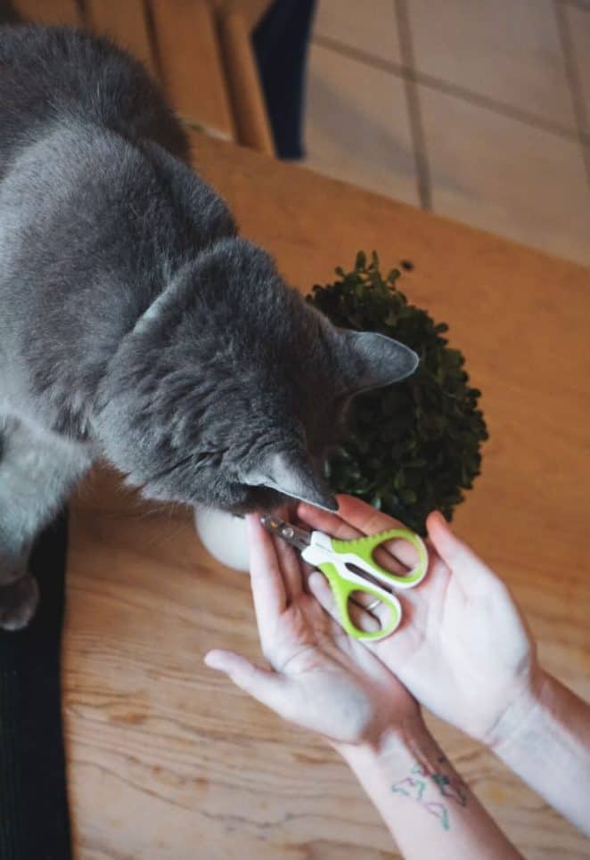 Shiny Pet Nail Clippers for Cats and Small Pets | Fluffy Kitty