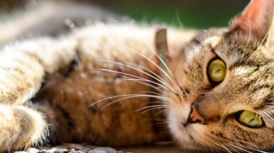 cat collars