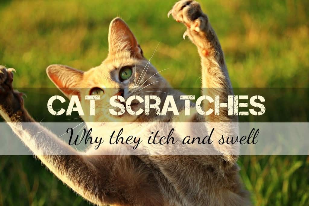 Why Do Cat Scratches Itch and Swell? | Fluffy Kitty