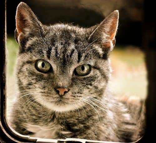 our selection of the bast cat litter mat