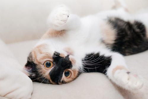 what are the best probiotics for cats