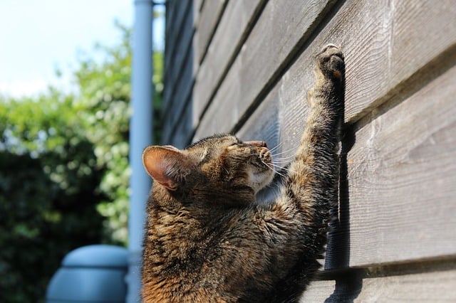 best eco-friendly cat scratching post