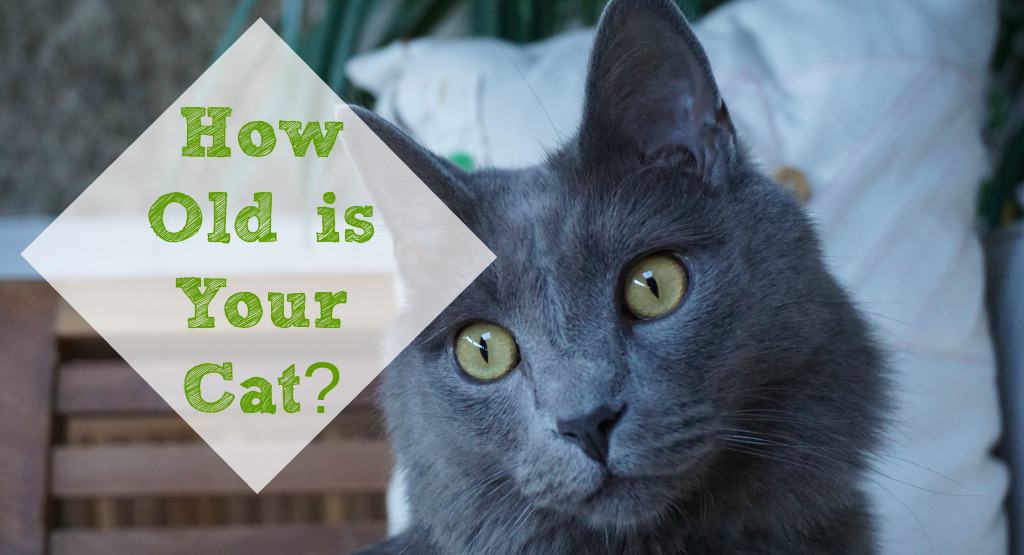 How Old Is a Cat in Human Years? Fluffy Kitty