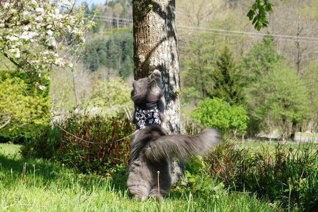 Best Cat Harnesses | Fluffy Kitty How to Walk a Cat on a Leash in 7 Steps | Fluffy Kitty