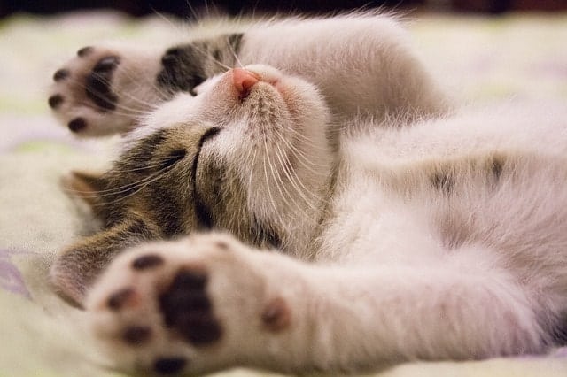 can cats take Benadryl? || Fluffy Kitty