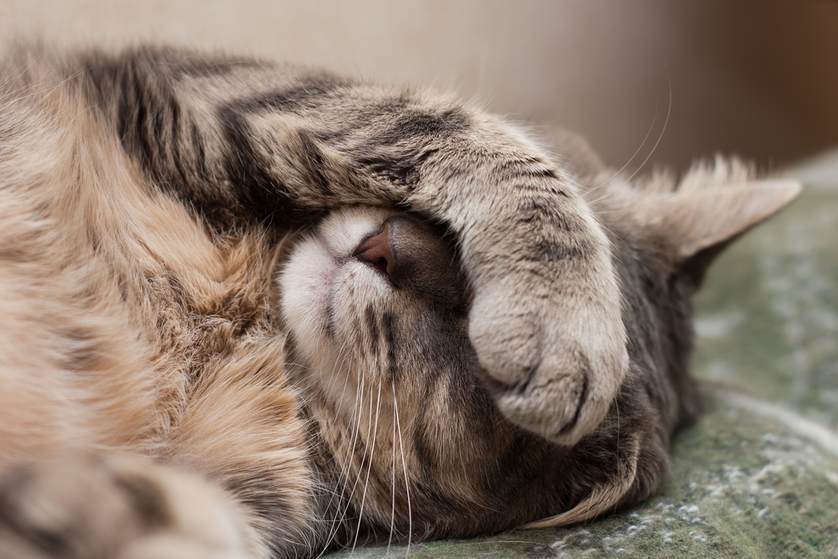 Cat Throwing up Clear Liquid: Why and What to Do? | Fluffy Kitty
