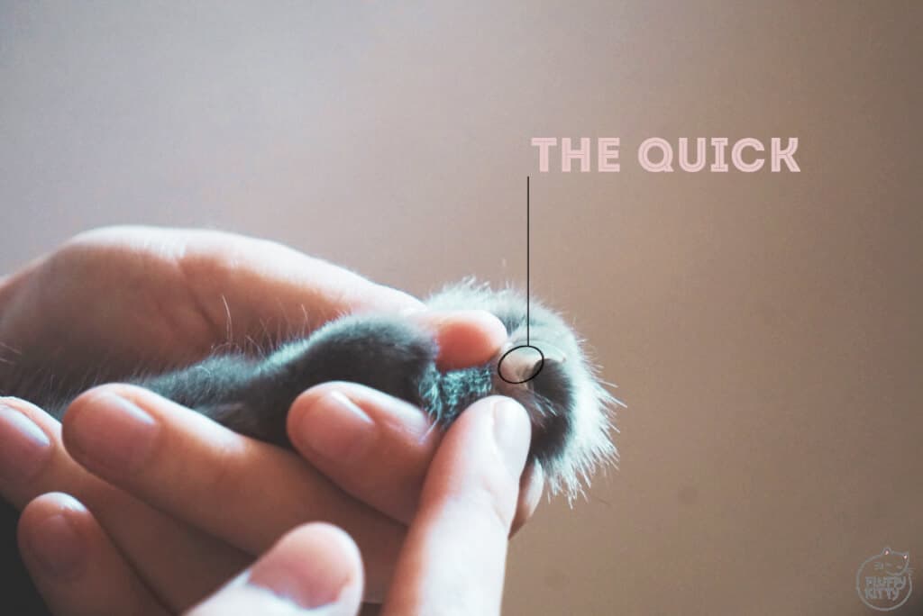 Shiny Pet Nail Clippers for Cats and Small Pets | Fluffy Kitty