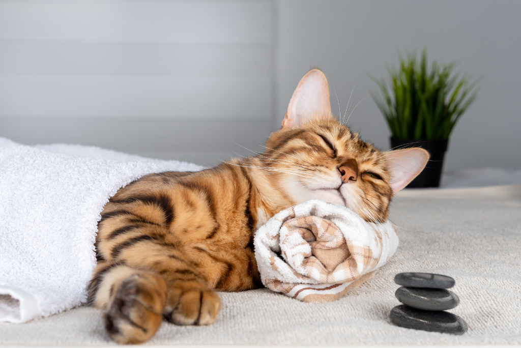 Cat at spa day