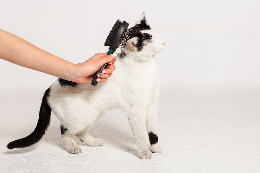 Cat getting a massage with a brush