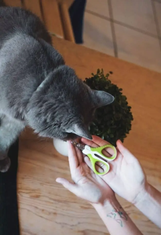 Shiny Pet Nail Clippers for Cats and Small Pets | Fluffy Kitty