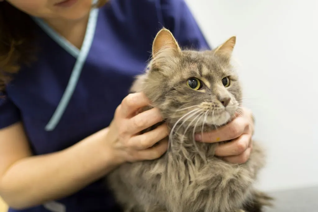 Cat being examined by vet