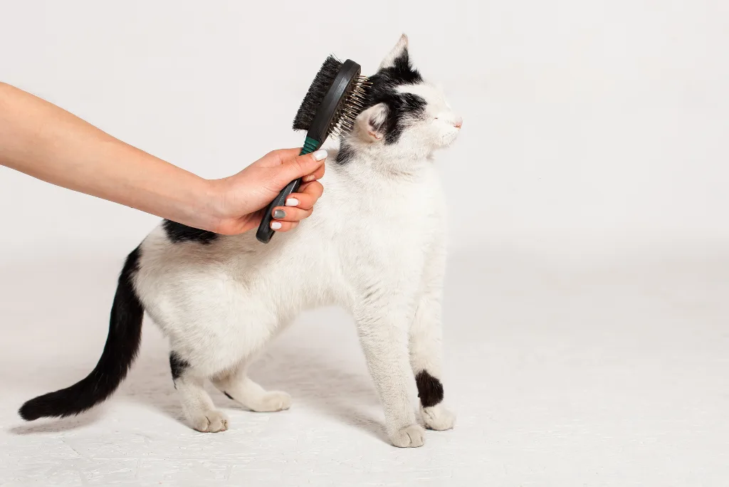 Cat getting a massage with a brush