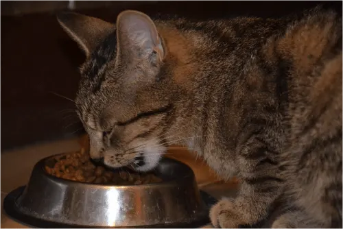 best cat food for sensitive stomach
