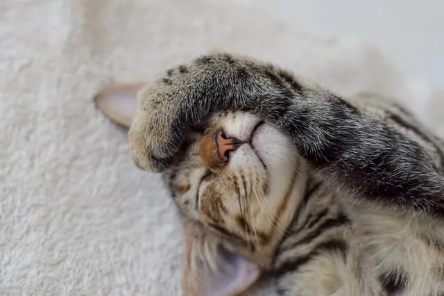 How Old Is a Cat in Human Years? Fluffy Kitty