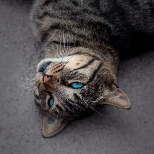 How to tell if your cat has worms