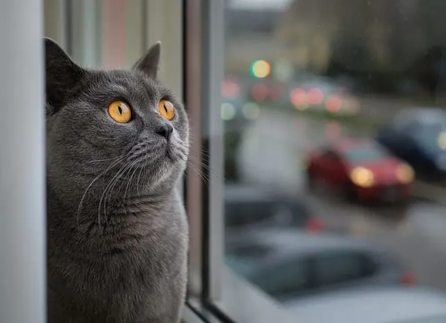 Cat Chin Acne | Fluffy Kitty