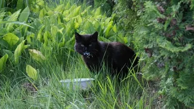 my cat has bad gas how can i help him
