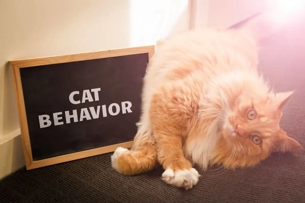 orange cat laying next to sign displaying words cat behavior