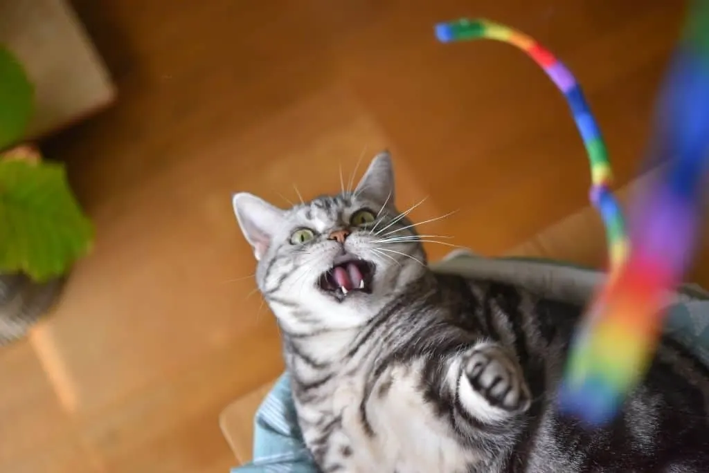 tabby cat playing with toy
