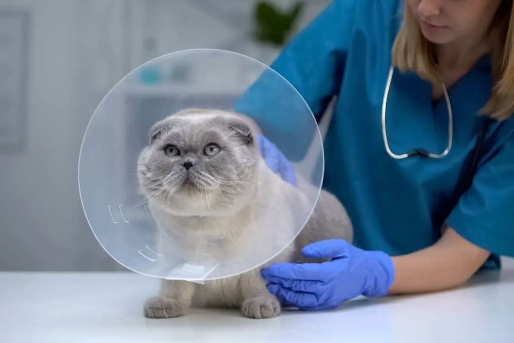 gray cat with cone at vet