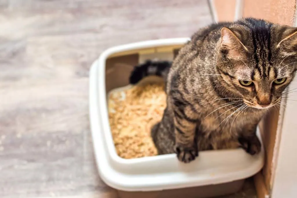 cat peeing in litter box