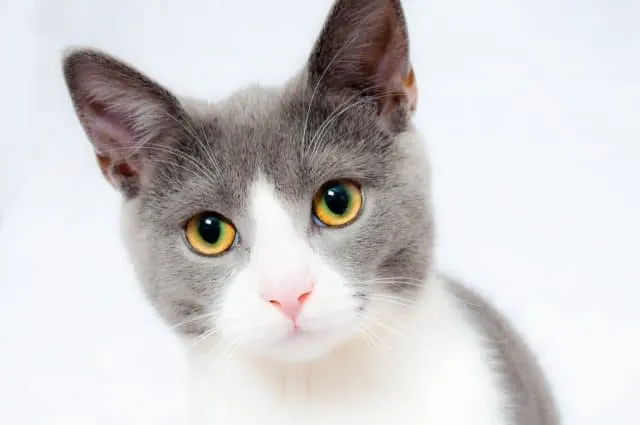 Purina One Cat Food Review | Fluffy Kitty
