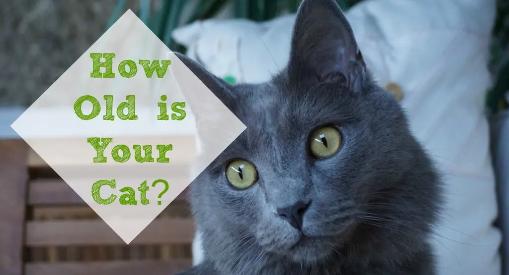 How Old Is a Cat in Human Years? Fluffy Kitty