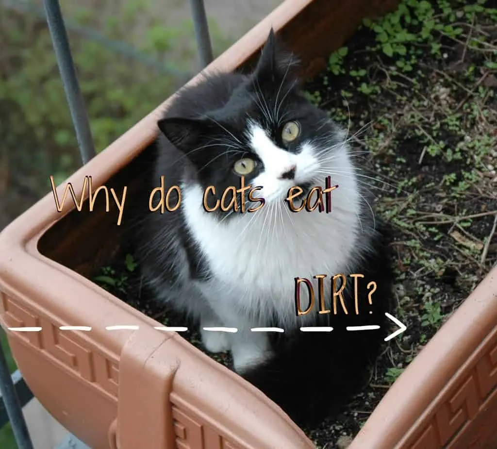 Why do cats eat dirt ? - Fluffy Kitty