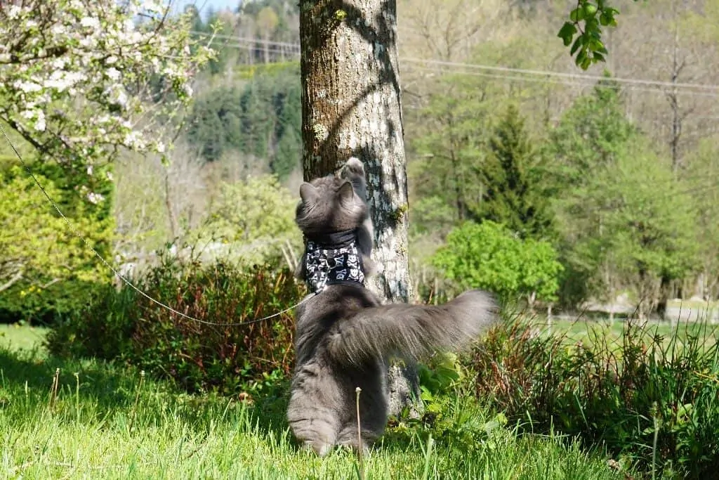 Best Cat Harnesses | Fluffy Kitty How to Walk a Cat on a Leash in 7 Steps | Fluffy Kitty