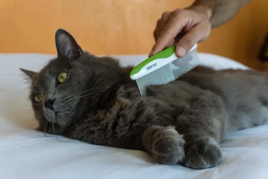 Best comb for cats featuring Shiny Pet comb | The Fluffy Kitty
