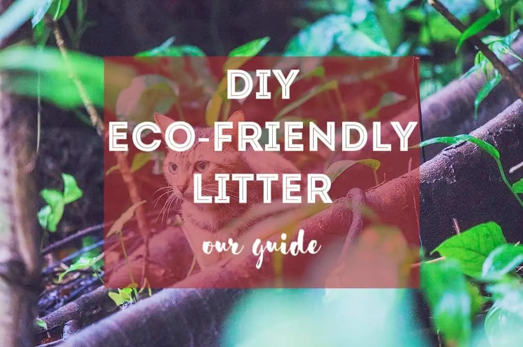 How to Make Eco-Friendly Cat Litter
