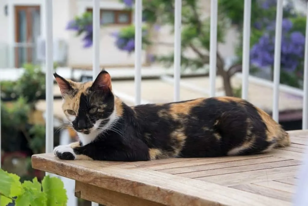 orange black cat laying in outdoor play area for cats
