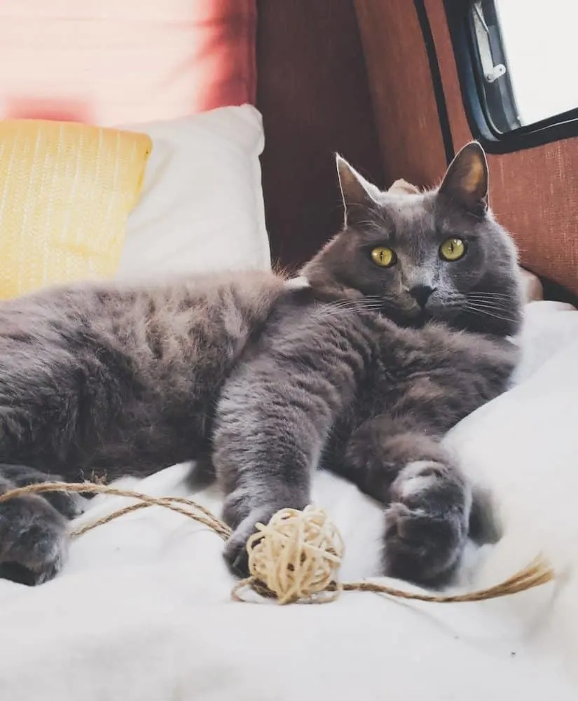 Van Life with Cats: Ultimate guide on how to manage living and traveling full-time with a cat in a camper van. www.thefluffykitty.com @fluffyyoda The Fluffy Kitty #vancat #vanlife #vancatmeow #vanlifewithcats