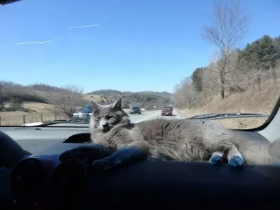 10 Steps Safe Travel with Cats in Cars | Fluffy Kitty