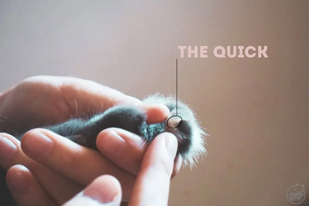 Shiny Pet Nail Clippers for Cats and Small Pets | Fluffy Kitty