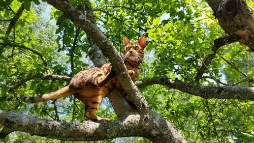 best ceiling high cat trees