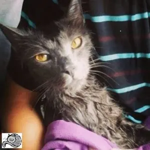 Yoda after his bath :)