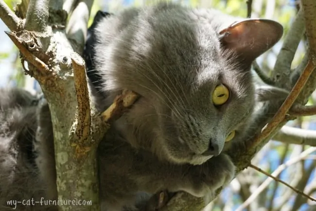 How Old Is a Cat in Human Years? Fluffy Kitty