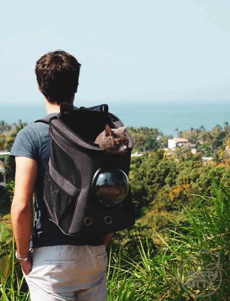 Fat Cat Backpack Review by Fluffy Kitty Blog